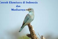 Contoh Ekowisata Ekowisata di Indonesia